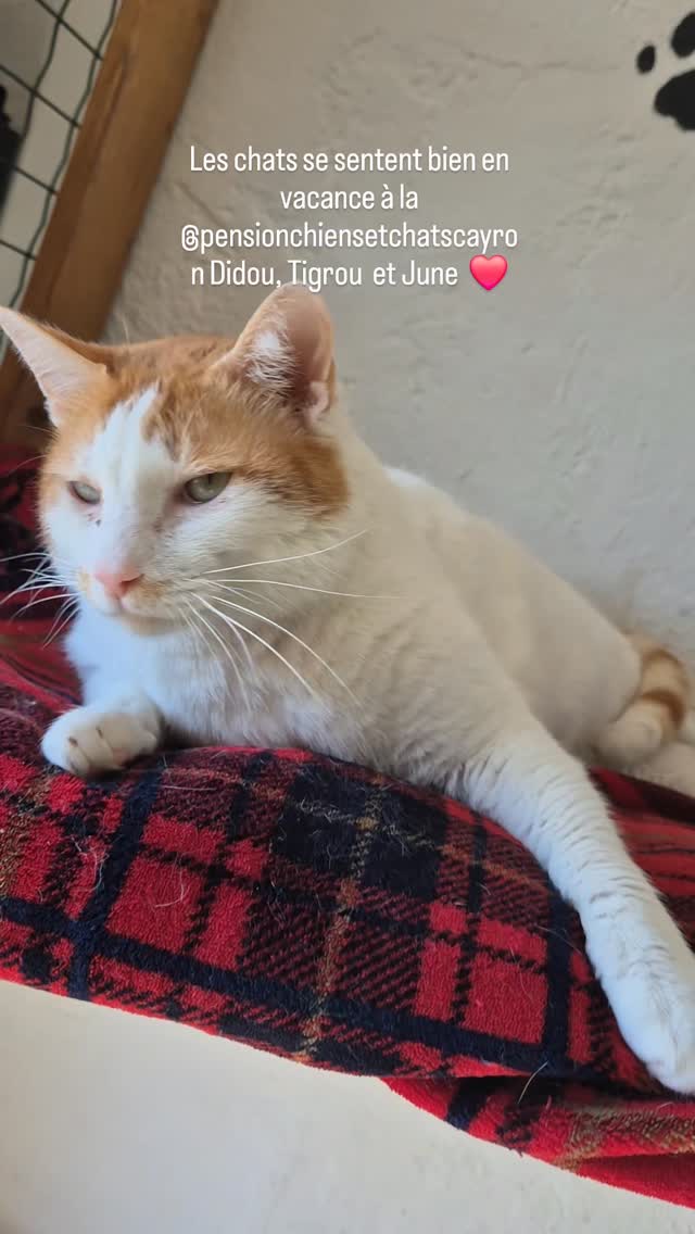 Ils sont bien les minous chez nous ❤️ #pensionféline #cat #var #amoureuxdeschats