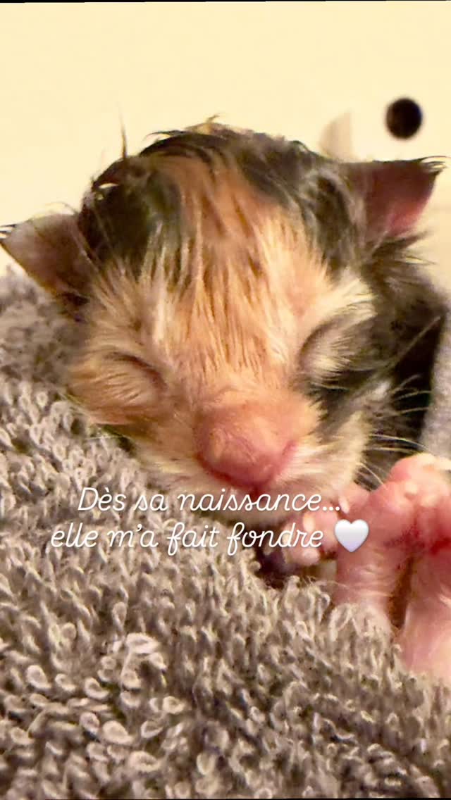 Hier, une petite âme nous a quittés 💫
Aujourd’hui, je lui rends hommage.
Il y a des mots que l’on écrit avec le cœur serré.
Boréale, notre mini puce née le 5 février, a rejoint les étoiles.
Une toute petite femelle, si fragile et pourtant incroyablement courageuse.
Pendant 15 jours, elle s’est battue, s’accrochant à l’existence comme une petite force de vie.
Elle a grandi entourée de sa maman Coon et de ses six frères et sœurs, portée par leur chaleur et leur présence.
Malgré tout l’amour, l’attention, les soins et l’espoir, son petit corps n’a pas pu suivre.
Par respect pour elle, et pour abréger ses souffrances, nous avons dû prendre la décision la plus difficile, mais la plus juste.
Cette mini puce a compté.
Elle a vécu.
Elle a été aimée intensément.
Je tiens à remercier du fond du cœur ma vétérinaire, pour son immense humanité, sa douceur, son écoute, et pour m’avoir accordé le temps et l’espace nécessaires pour rester auprès de Boréale jusqu’au bout.
Dans ces moments-là, ne pas être seule fait toute la différence.
Merci également à mes amies éleveuses, présentes, bienveillantes et soutenantes, celles qui savent…
Celles qui comprennent que derrière l’élevage, il y a des choix déchirants, des nuits sans sommeil, et beaucoup d’amour.
L’élevage n’est pas toujours fait de joie et de lumière.
Il est aussi fait d’attente, de silences, de larmes retenues et de décisions prises dans un profond respect.
C’est le revers invisible, celui dont on parle peu, mais qui rappelle que chaque être, même minuscule, laisse une trace profonde.
Repose en paix, mini puce Boréale.
Tu laisses une empreinte bien plus grande que ta taille 🤍
#reposeenpaix