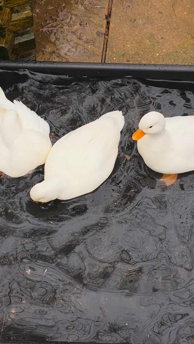 Well Ozzy is keen anyway! First egg from the Whites yesterday...incubator is being cleaned and set-up ready for eggs to go in 1st week of March. 🤍🥚
#letsgo #springisspringing #callducks #callducksuk