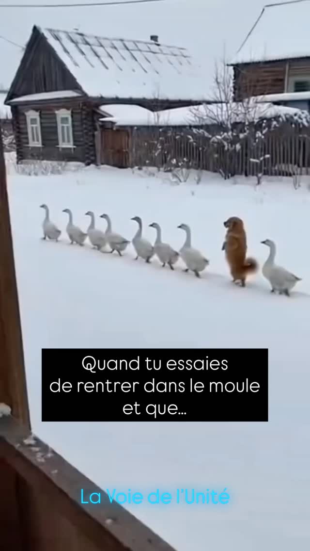 Quand tu essayes de rentrer dans le moule…
tu forces.
Tu observes.
Tu copies.
Tu fais “comme il faut”.
Mais à l’intérieur… ça grince.
Peut-être que tu es hypersensible.
Peut-être qu’on t’a parlé de HPI, de neuroatypie, de fonctionnement différent.
Peut-être que tu as passé des années à te demander :
“Pourquoi c’est si simple pour les autres… et si compliqué pour moi ?”
Alors tu t’adaptes.
Tu te sur-adaptes même.
Comme ce chien au milieu des oies.
Tu marches au même rythme.
Tu t’alignes.
Tu essayes d’être “normal·e”.
Et pourtant… tu sens bien que ce n’est pas vraiment toi.
Puis un jour, tu lâches.
Pas par échec.
Par épuisement… puis par Vérité.
Et tu comprends quelque chose d’essentiel :
Tu n’es pas venu·e pour entrer dans le moule.
Tu es venu·e pour ouvrir un passage.
Beaucoup de celles et ceux qu’on appelle neuroatypiques, hypersensibles, HPI…
sont des êtres qui portent une fréquence différente.
Une manière de penser.
De ressentir.
D’aimer.
De percevoir le monde.
Ça peut être douloureux au début.
Se sentir à côté. En décalage. Trop. Pas assez.
Mais si tu ne comprends pas le monde dans lequel tu es… c’est peut-être parce que tu es venu·e aider à en créer un nouveau.
Et dans cette vidéo, le chien ne disparaît pas.
Il passe devant.
Il trace.
Il montre.
Si tu te reconnais comme neuroatypique, hypersensible, si tu as de la peine à trouver ta place sur Terre et que tu te sens souvent décalé·e…
déjà, sache que tu n’es pas seul·e 💛
🧿 Et bientôt, sur notre plateforme en ligne, tu trouveras plein d’outils et de pratiques de méditation pour t’aider à te rencontrer toi-même de plus en plus, faire la paix avec Ce Que Tu Es… et laisser ta véritable énergie s’exprimer ☀️
Aude & Silvia
💜🔥👯♾️💸
#éveilspirituel #eveilspirituel #neuroatypie #hpi #hypersensible