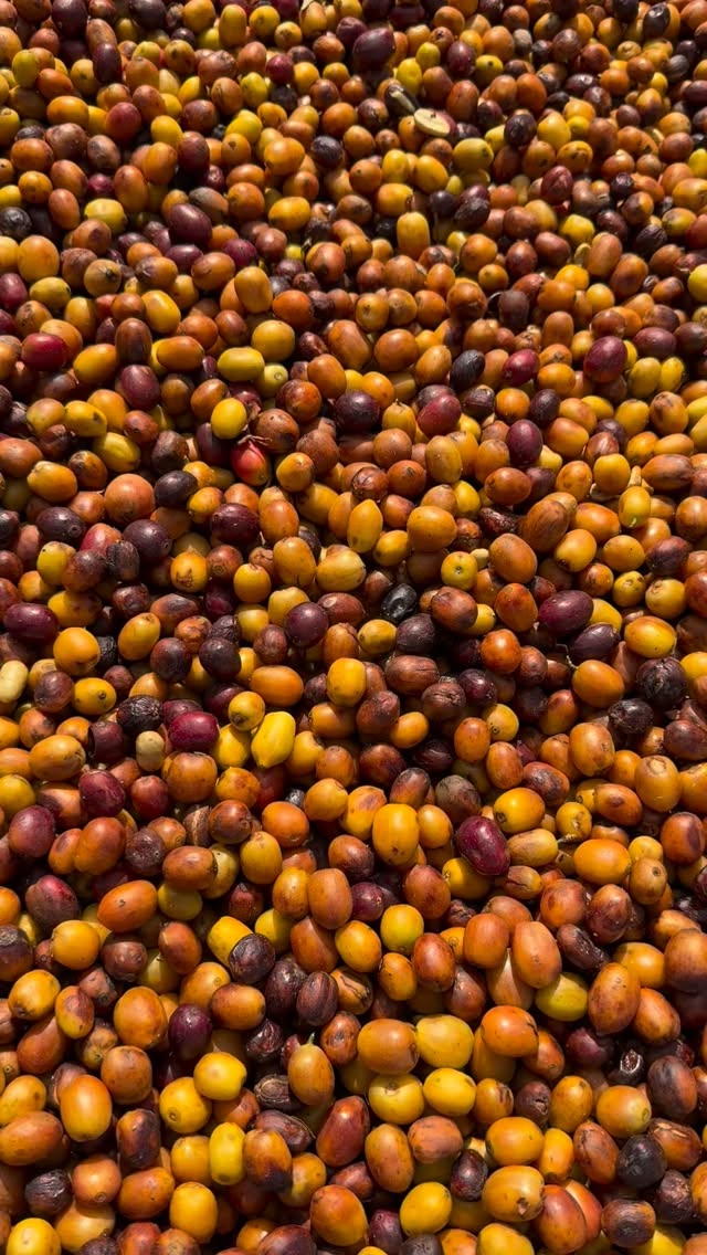 🍷 This particular lot is both red and yellow Pacamara. We’re sorting out over- and under-fermented cherries so it will taste juicy, not acetic nor tart.
🤝 If you’re a roaster seeking a long-term business relationship with the specialty coffee farmers who farm your beans, reach out!
🔗 Click the link in our bio or DM our farming group. We ship almost anywhere on pallets.
#carbonicmacerationcoffee #cofermentcoffee #microlotcoffee #naturalprocess #honeyprocess #thirdwavecoffee #anaerobiccoffee #pacamara #directtrade #directtradecoffee #woc #sustainablecoffee #biodynamiccoffee #coffeeroaster #coffeesorting #coffeeroasting #coffeefarm #sampleroasting #goldmtncoffee #coffeefermentation #nicaraguancoffee #worldofcoffee #nofilter #maracaturra #geishacoffee #maragogype #pacamara