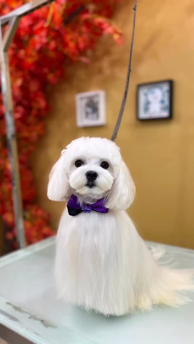 Cuando el grooming se hace con pasión… se nota 🤍
Miren esta belleza 😍
Nuestra peluquera estrella dejó este acabado suave, elegante y perfectamente balanceado.
Aquí no solo bañamos y cortamos…
✨ Transformamos
✨ Resaltamos la belleza natural
✨ Cuidamos cada detalle
¿Te gustaría que tu mascota luzca así?
Escríbenos “QUIERO UN CUPO” y te enviamos la información 🐾✨
