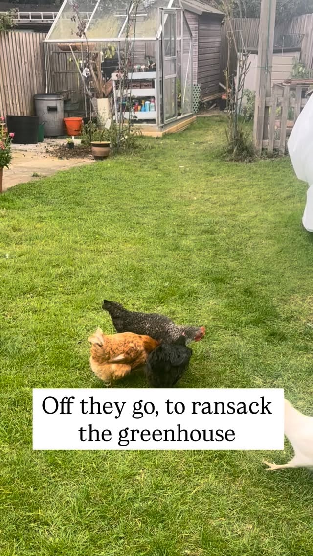 When you dare not film any longer and have to chase the cheeky chickens before they ransack the greenhouse š¤£š #chickens #chickensofinstagram #funny