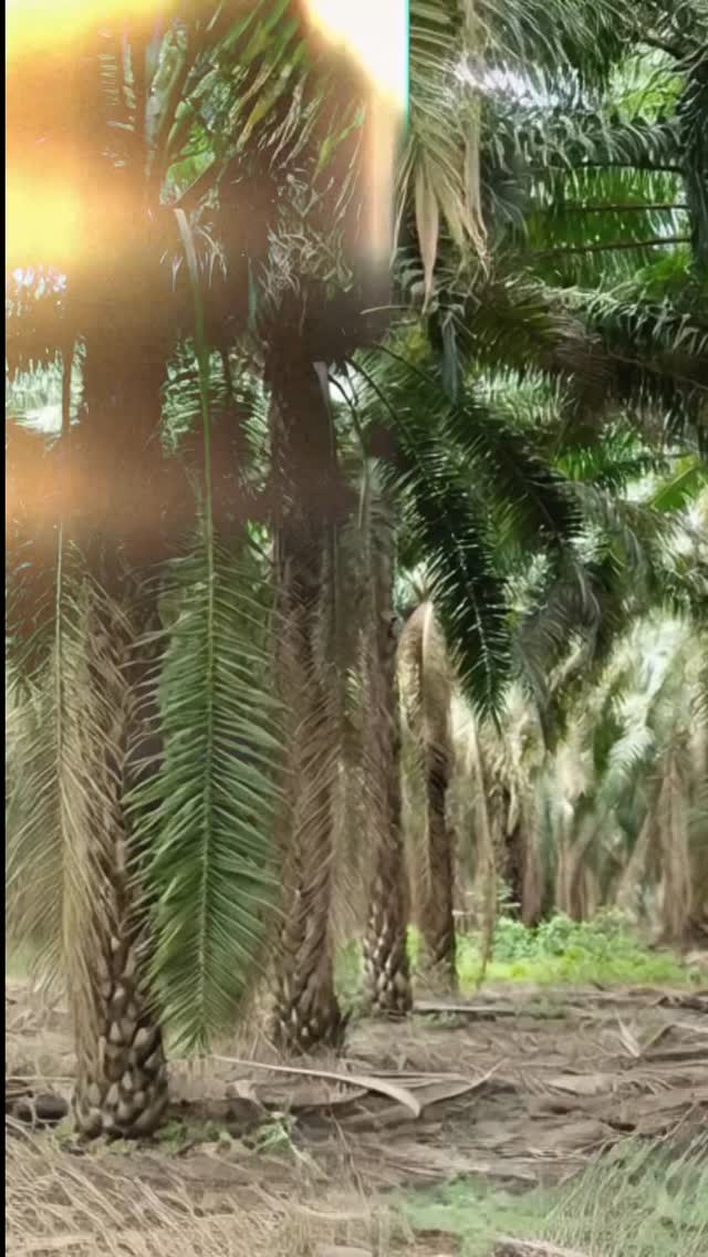 La plaga no avisa. 😭
🌱Empieza con manchas.
🌱Sigue con pérdida de brillo.
🌱Y cuando reaccionamos tarde… el rendimiento ya cayó.
En palma, el manejo no es cuestión de suerte.
Frente a Demotispa neivai, trabajamos con estrategia.
Aplicamos MINE-Si®️, tierra de diatomeas, a razón de 4 kg por cada 200 litros de agua por hectárea, asegurando una mezcla completamente homogénea y aplicación directa sobre el racimo.
💚No intoxica.
💚No genera resistencia química.
💚Actúa por contacto.
Las partículas microscópicas afectan la capa protectora del insecto, provocando deshidratación y reduciendo su capacidad de seguir dañando el fruto.
El resultado no es magia.
Es manejo técnico, monitoreo y decisión a tiempo.
Protege el desarrollo del fruto.
Sostén el rendimiento.
Trabaja con estrategia.
#agriculturasostenible #agricultura #silicato