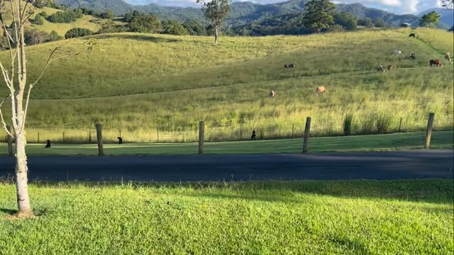 Protecting us from the cows takes a somewhat dark mode 😁😂