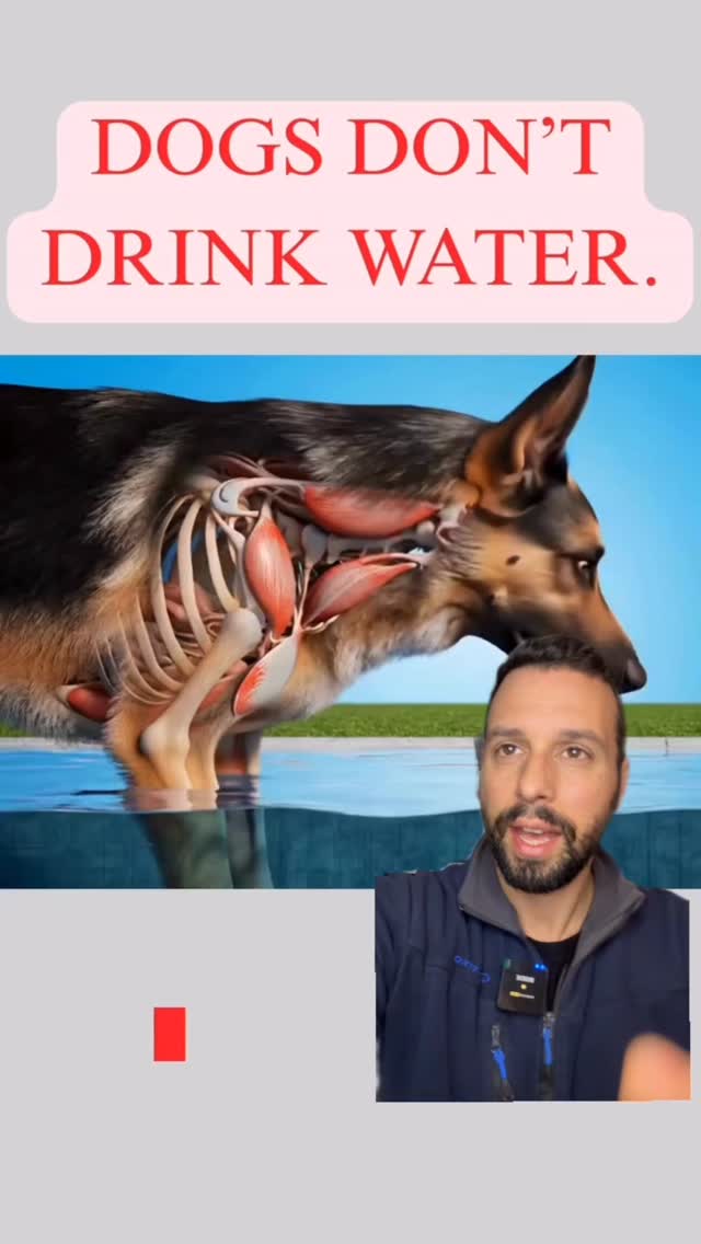 💧 Come beve davvero un cane?
Non è un gesto banale.
Non è “solo acqua”.
Ogni volta che il cane si avvicina alla ciotola mette in atto una strategia motoria raffinata, frutto di adattamento ed evoluzione. La lingua non raccoglie semplicemente l’acqua: crea un movimento preciso, rapido, coordinato. Una danza tra velocità e gravità che avviene in frazioni di secondo.
Ma c’è un aspetto ancora più profondo.
Bere significa abbassare la testa, rallentare, esporsi. In natura è un momento delicato. Per questo un cane che beve tranquillo in un ambiente sta comunicando qualcosa di importante: percepisce sicurezza.
Osservare questi dettagli cambia il nostro sguardo.
Ci ricorda che ogni comportamento, anche il più semplice, è espressione di competenza, adattamento e relazione.
La prossima volta fermati qualche secondo in più.
Non guardare solo cosa fa.
Chiediti cosa significa.
#comportamentocanino
#etologiacanina
#psicologiacanina
#linguadelcane
#mondocane