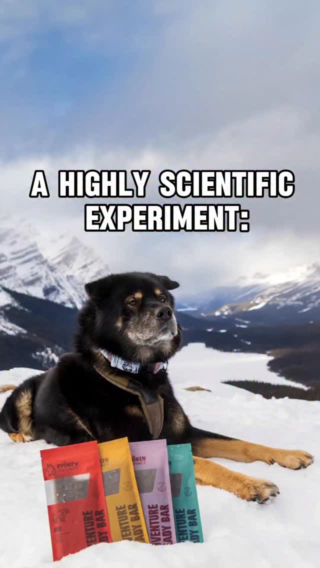 We noticed a trend, so we did the science. ðĐâðŽ
Adventure Ready Bars from @ryokeninstinct are proven* to boost canine energy and reduce fatigue in as little as 6-8 minutes! ðĪŊ Get yours with code KAIJUINSTINCT and test out the RyÅken Effect for yourself!
*(ððĒðŠðŦðķ ðĶðĩ ðĒð, 2026)