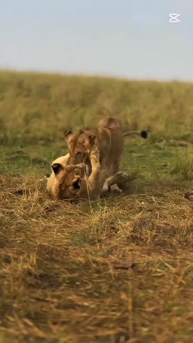 🌍 Where the Wild Still Rules – Tanzania Safari Moments
From golden savannah sunrises to dramatic predator encounters, Tanzania offers wildlife experiences that feel almost unreal — yet completely authentic.
Every game drive tells a different story.
Elephants crossing the plains.
Lions resting under acacia trees.
Giraffes moving gracefully against the horizon.
The rhythm of nature, uninterrupted.
This is not just a safari.
It’s immersion into one of the last great wildernesses on Earth.
Discover Tanzania with Gnade Safaris — where every journey is crafted with care and every moment is real.
📧 info@gnadesafaris.com
📱 WhatsApp: +255 793 832 959
Let the wild welcome you.
#GnadeSafaris #TanzaniaSafari #AfricanWildlife #SafariExperience #Serengeti Ngorongoro Tarangire WildlifeAdventure ExploreTanzania SafariLife LuxurySafari VisitAfrica NatureLovers TravelAfrica