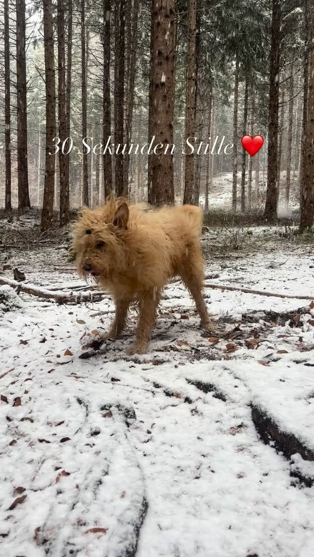 30 Sekunden mit Samy Waldbaden ❤️ #mel4animal #worldsamys #energy #happydog