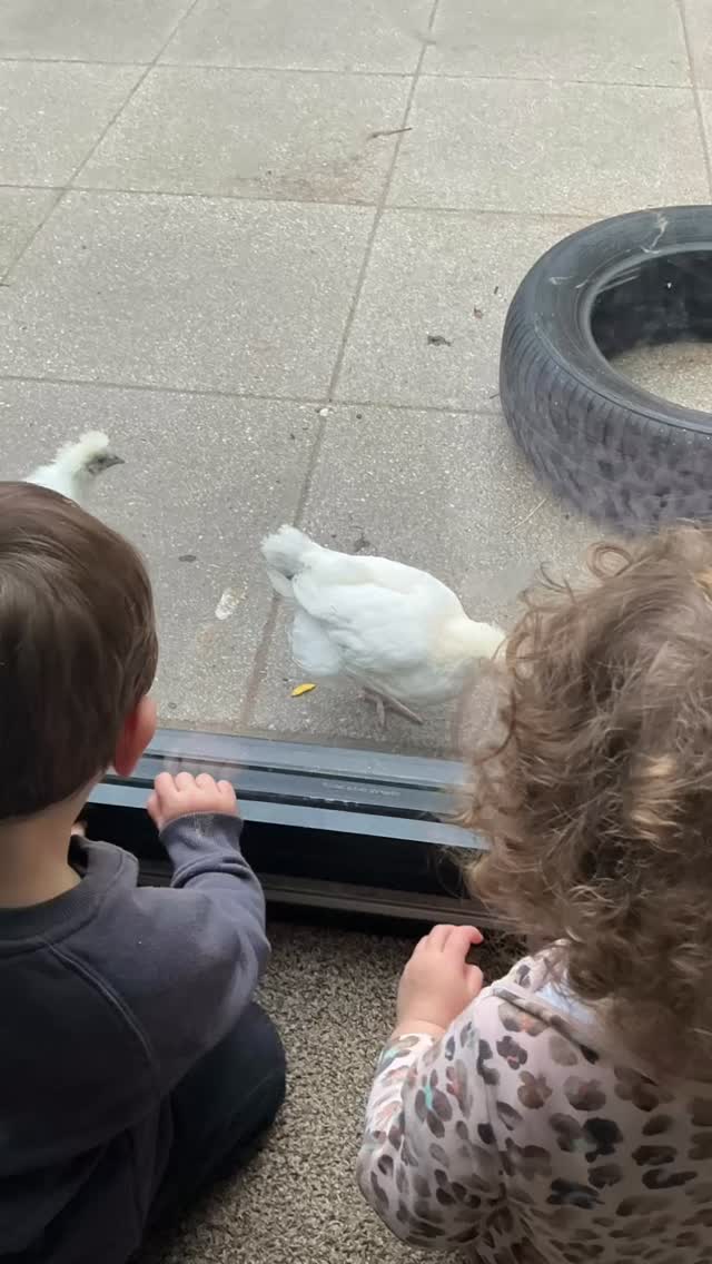 At Carousel nursery Bridge Street we are lucky enough to some new friends, two chicks called Omelette and Chickaletta. ๐ฃ๐ฅ
#chick #๐ฃ #๐ฅ #carouselnursery #understandingtheworld #animalcare