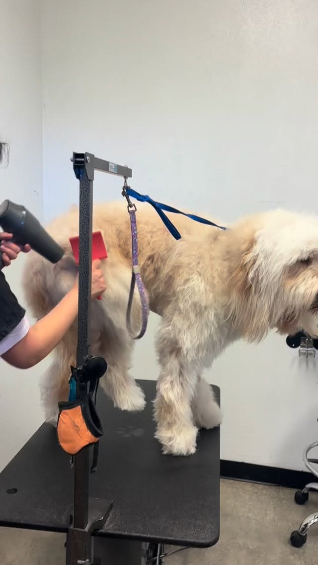 Dreaming of that long, fluffy doodle coat? ✨
The secret is consistent weekly brushing at home!
If you’re unsure about tools or technique, ask us at your next appointment — we love helping pet parents succeed at home.
👇 Do you brush daily, weekly, or only before grooming day? #Albuquerque #New Mexico #abqtrue