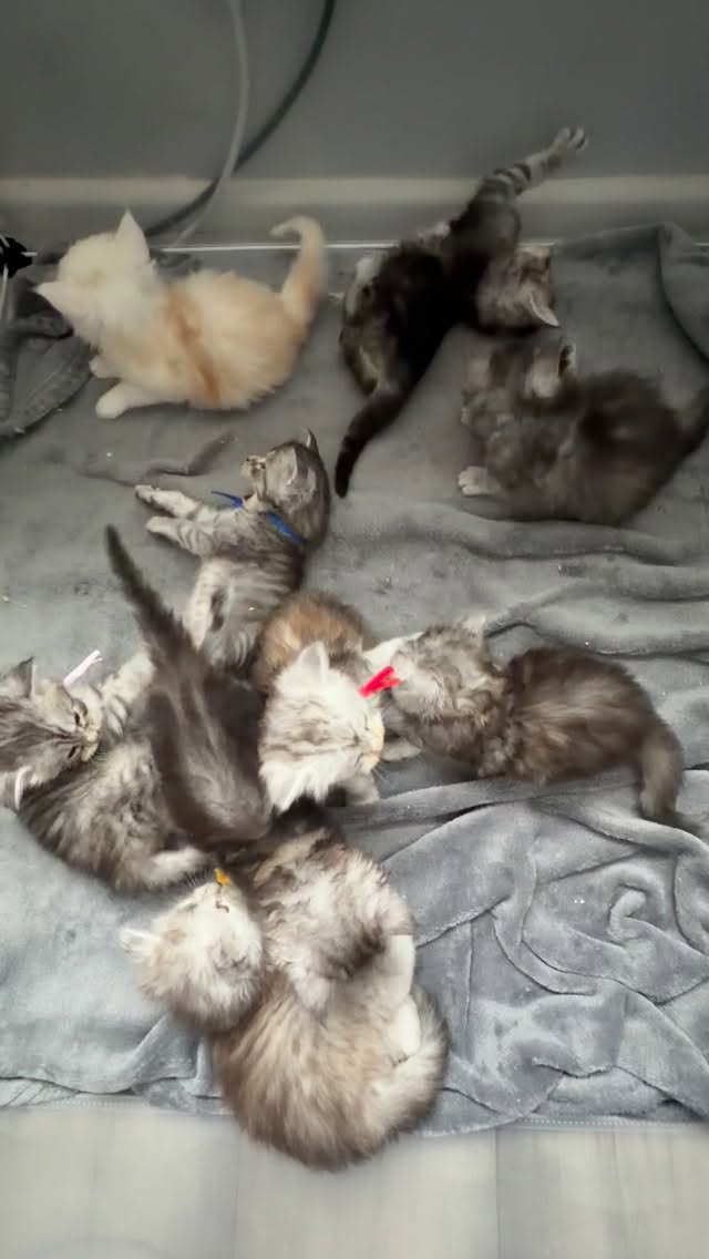 All kittens have been reserved ❤️#mainecooncat #kitty #cat #fluffycat #catsforyou