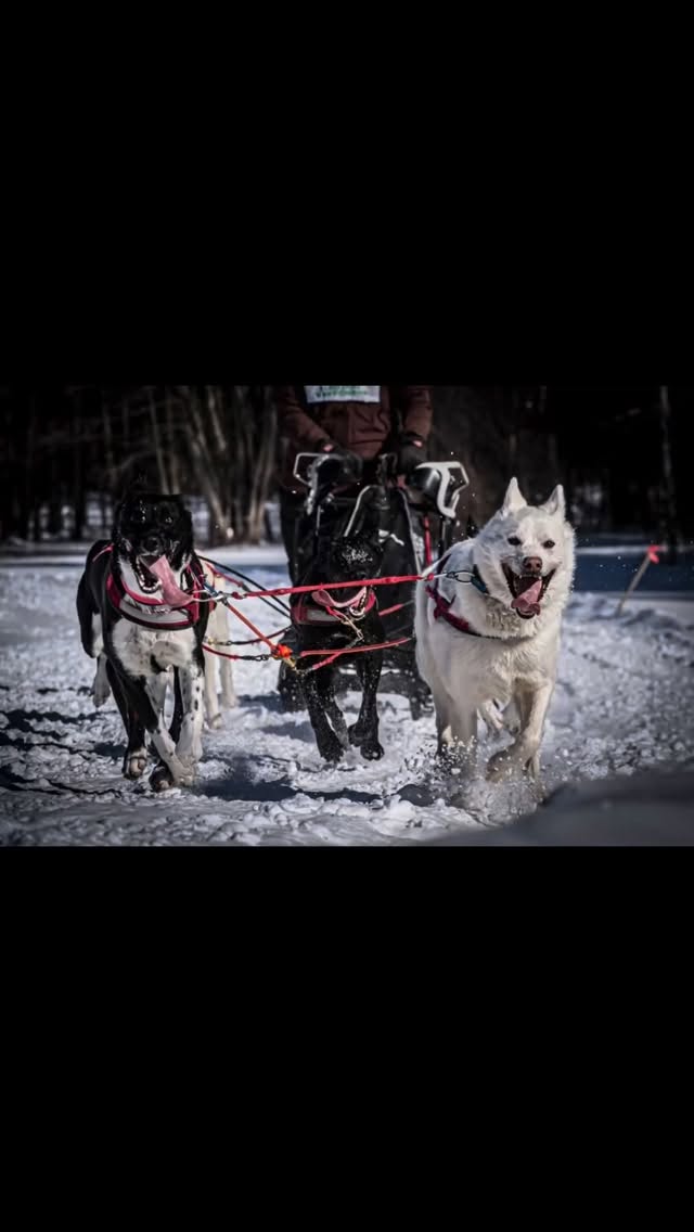 LACONIA NH SLED DOG RACES! #hilltownsleddogs #sleddograces #lovemydogs