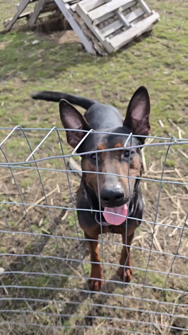 With proper training the Laizhou Hong can live with Chickens. We socialize the pups while theyre here, but they are still dogs and it's possible for that prey drive to click in so watching them and correcting any kind of nonsense the FIRST time it happens is crucial to continuing to allow chickens and the dog to be around one another. Once a dog gets a chicken it's much harder to stop the behavior though not impossible. If you need help @purelybalancedk9training has fixed many chicken killers even through virtual training sessions!
-
Laizhou hong chinese red dog
-
Nothing for sale, DM to inquire about the breed!
-
dutch shepherd sighthound #rarebreed #protectiondog #chinesereddog beauceron schutzhund protection dog psa german shepherd guard dog trainer preservation chinese red dog #dobie