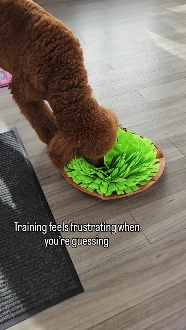 The moment you stop guessing and start understanding your dog… things finally start to click.
Training feels easier.
Your dog feels more confident.
And you stop feeling like you’re just winging it.
If you’ve been thinking about getting help with your puppy, this is your sign.
Send me a message and I’ll tell you how my program works 😊