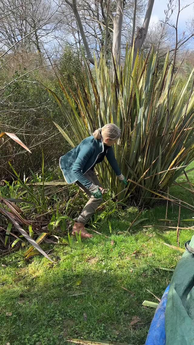 C’est l’heure du grand ménage de printemps
Nous étions en avance mais avec le temps terrible de cet fin d’hiver nous sommes en retard
🌱c’est désormais une plongée en apnée dans le jardin pour faire disparaître tous les stigmates de cet hiver
🌱j’adore les phormiums qui structurent les jardins donnent couleur rythme et verticalité mais quel travail
🌱il faut couper bien à la base toutes les feuilles abîmées et parfois défaire complètement la touffe pour la régénérer
🌱le même travail pour nettoyer les cordylines
🌱j’en profite pour faire un tour de désherbage sommaire qui permet une inspection en détail de chaque plante
🌱dans le sud des landes tout redémarre déjà dans trois semaines tout est verdoyant
Jardin des barthes classé remarquable un des plus beaux jardins de France sud des landes aux portes du pays basque #jardinremarquable #gardening #jardin #jardinage