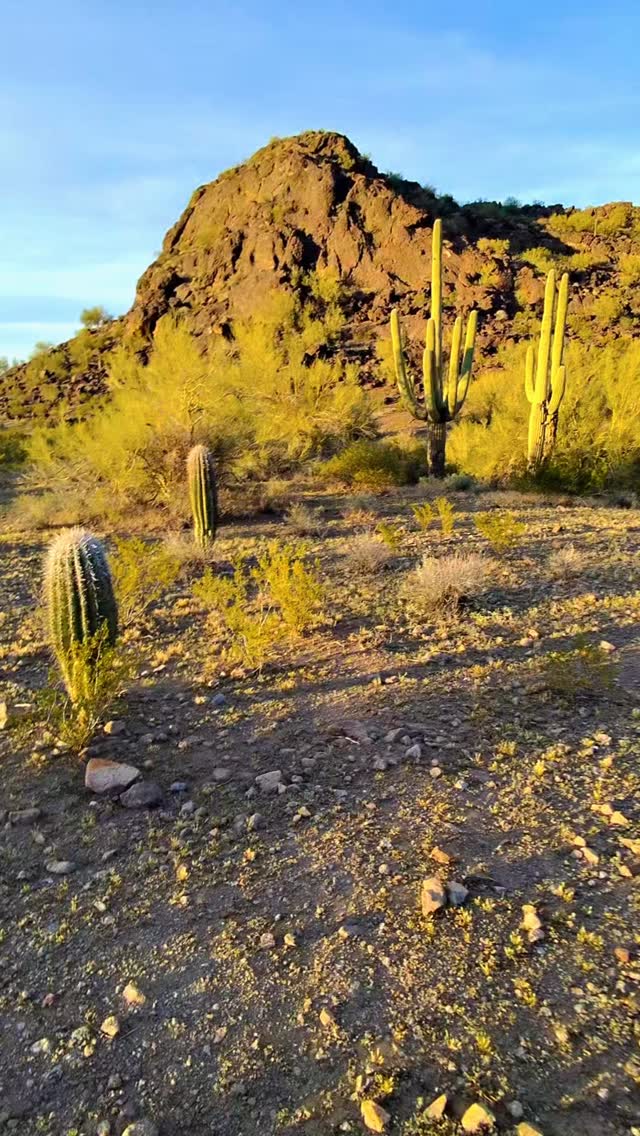 Standing next to these desert giants really puts things into perspective! 🌵🤯 Some of the massive Saguaros out here in the Sonoran Desert are over 150 years old.
Here are 3 mind-blowing facts about these prickly giants:
1️⃣ They grow incredibly slowly! A 10-year-old Saguaro might only be 1.5 inches tall.
2️⃣ It can take them 50 to 75 years just to grow their first arm! 💪
3️⃣ A fully hydrated, 40-foot Saguaro can weigh up to 4,800 pounds. That’s as heavy as a car! 🚗💧
Have you ever seen a Saguaro in person, or which of these facts surprised you the most? Let us know below! 👇
#saguaro #desertvibes #naturelovers #naturewonders #nationalparks