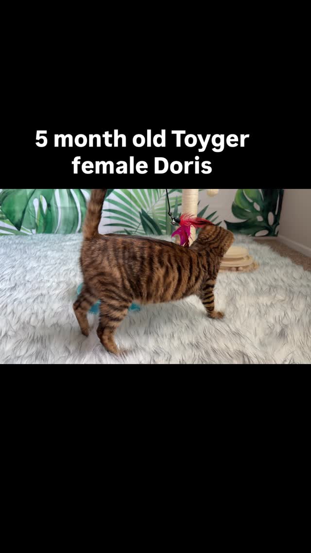 Doris is searching for her forever family. She is super sweet playful and soft. She’s good with kids and other cats. #toyger #kitten #fyp #cats #casacruzranch