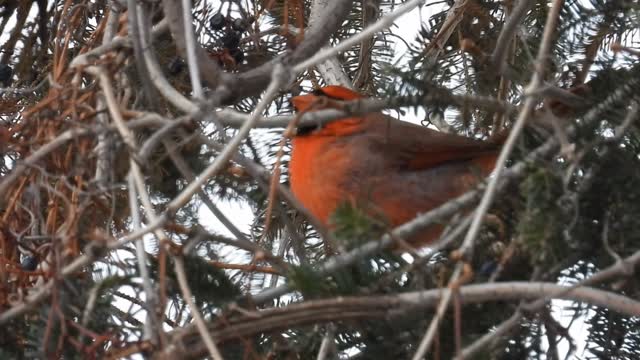 Those of us who braved the cold for the UMIBC winter birding walk were rewarded with pure bird joy! We spotted a Northern Cardinal and heard another calling from across the street. For some participants, it was a LIFER: their very first time seeing this species in the wild.
With spring migration just weeks away, we can’t wait to get back out birding with you.
Sorry for the shaky video. Our hands were frozen. 🥶
#representstionmatters
#indigenous
#métisbirder
#birding
#manitoba