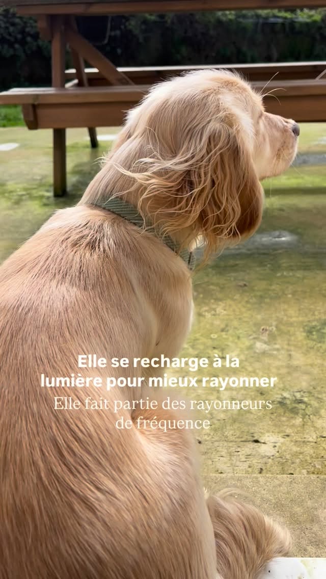 Ceux qui la connaissent comprendrons ☀️
Quelles sont les missions de ces groupes d’âmes, dans le duo avec l’humain ( ou dans la famille ) ?
Ils émettent une vibration élevée, stabilisent le champ émotionnel de leur humain, prennent sur eux certaines charges énergétiques et amplifient ou nettoient l’ambiance d’un lieu.
Ce ne sont pas seulement des “compagnons”, mais co-régulateurs énergétiques ✨
Comment les reconnaître ?
Souvent une présence expansive, de la joie spontanée, ils occupent l’espace physiquement et énergétiquement et ramènent au corps, au mouvement, à la vitalité
Pourquoi ils “prennent beaucoup de place énergétiquement” ?
Ce sont souvent des animaux très présents, très charismatiques, qui attirent naturellement les regards et dont l’absence se ressent immédiatement
Ce sont vraiment des soleils relationnels 💛
Tu as un rayonneur de fréquence à la maison ? Si oui, quelle est sa race ?
#communicationanimale #communicationintuitive #comanimale #connexionanimale communicationanimaleintuitive