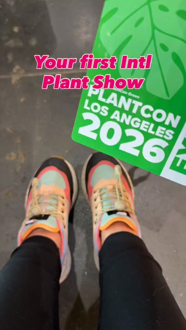 Still smiling from our very first international plant show as a vendor 🌿✨
What an experience! From setting up our booth with butterflies in our stomach to meeting fellow plant lovers from all over the world, this weekend was one for the books. 💚
Sales may not have been the strongest (every big journey starts somewhere, right? 😉), but the memories, conversations, laughter, and connections we made? Absolutely priceless.
We’re so grateful for everyone who stopped by, shared plant stories, gave encouragement, and supported us in any way. This was our first international show — and definitely not our last! 🌎🌱
Here’s to growth… in more ways than one 🌿✨
#PlantShow #PlantCommunity #SmallBusinessJourney #GratefulHeart #GrowingTogether #haveplantswilltravel #supportsmallbusiness #plantsmakepeoplehappy #plantlife #plantshopping #plantsshow