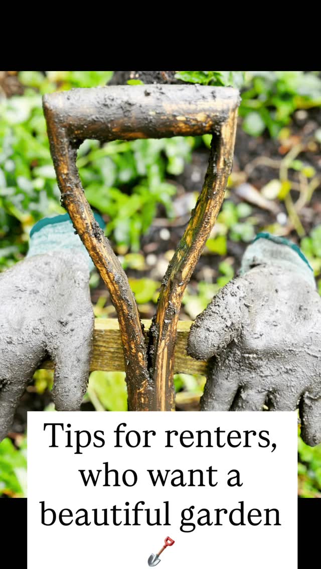 After 25 years of renting, we have had to be clever in the way we garden. weāve learned that virtually anything can be grown in a pot, planter box, or even a repurposed container, offering renters total flexibility in their gardens.
Living in a rental property is an opportunity to be an innovative gardener. Embrace the challenge, enjoy the portability, and start creating your own little patch of paradise, no matter how temporary your address may be!
1. Make sure to read your tenancy agreement carefully. Most landlords are perfectly fine with container gardening, but major structural changes, like digging up established flower beds or installing permanent features, are usually off-limits without written permission.
2. Plant as much as you can in pots. The best part? When you move, your garden comes with you! No need to leave your hard work behind.
3. Hard work is key. If you have a long term contract, take a year to know whatās in the garden. Then get ready to work around what you already have.
4. Propagate anything you can from garden to garden.
5. Only fill your borders with things you propagated or have been given. Then when you come to move, you donāt have financial attachment, which makes it a tiny bit easier.
Just because you rent doesnāt mean you canāt have a beautiful garden. Remember: āWhenever you are creating beauty around you, you are restoring your own soul.ā ā Unknown
#rental #homeandgarden #garden
