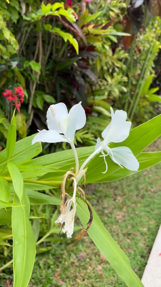 Looking for a more intimate practice?
I offer small group and private sessions from Ubud
combining Asana, conscious breathwork, and sound healing meditation.
A fair rate, and my full attention with you.
Let’s connect if this feels supportive.
#homeyoga #yoga #ubudyoga #asana #balanceyourself