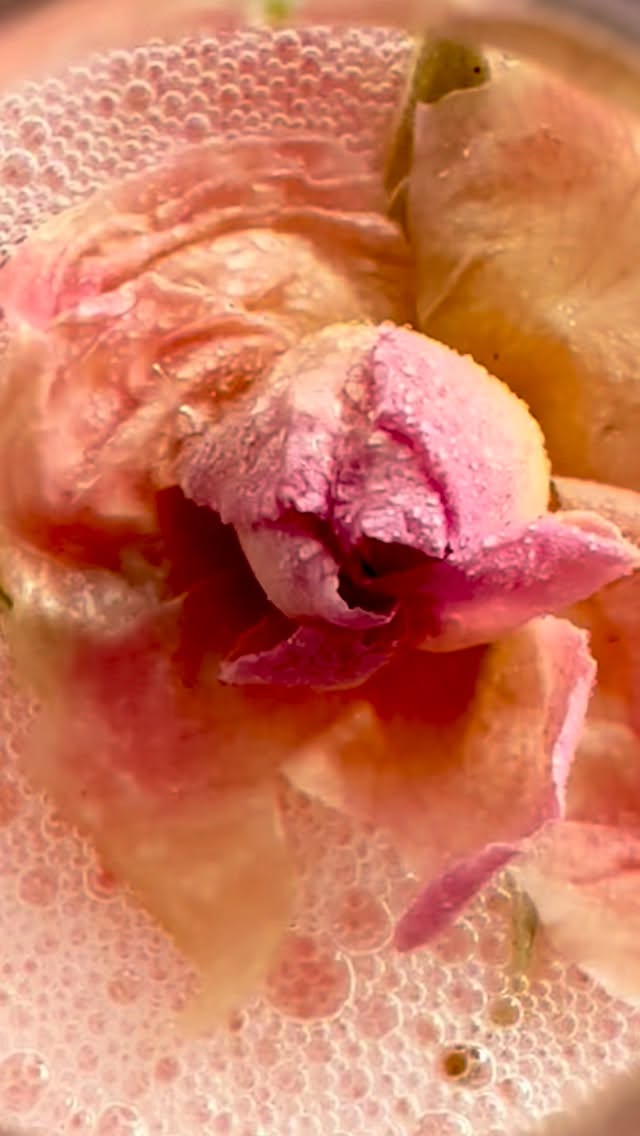 🌹 Pétillant rose hibiscus
En fermentation, les notes florales se diffusent avec subtilité :
• la rose, tendre et légèrement miellée
• l’hibiscus, délicatement acidulé aux accents fruités
Un équilibre subtil, naturellement vivant et bienfaisant.
#rose #fermentation #boissonvivante #hibiscus #shirabio