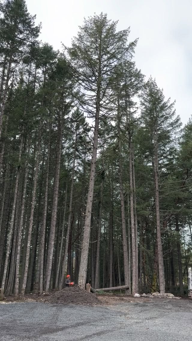 Tree falling and land clearing services available 🔉