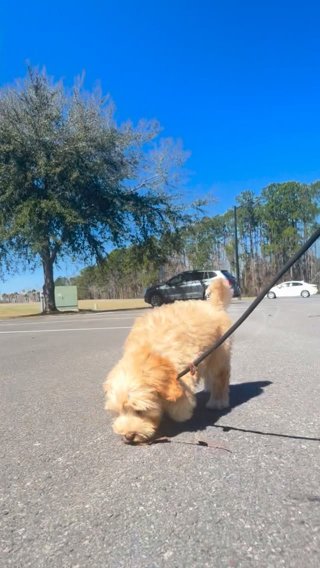 Every solid dog starts with small, intentional reps.
Loose leash walking isn’t magic — it’s clarity, consistency, and timing.
This little one is learning that staying connected pays off. 🤍
And that’s where everything begins.
Quincy is from @cnrfarms1
#DogTraining #LooseLeashWalking #HappyHounds #dogsofsavannah