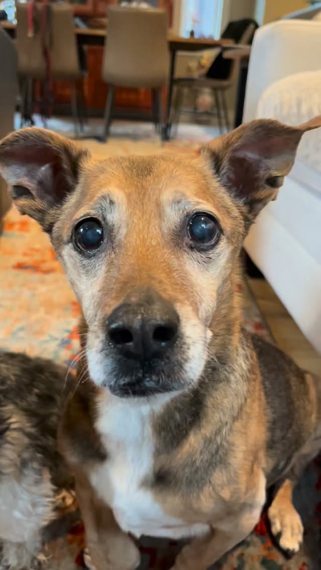 Low Rider Gang in full effect…and Tori Tortellini as an official member because who can deny those doodly curls?!
#petsitter #asheville #dogsitter #lowridergang #doodle