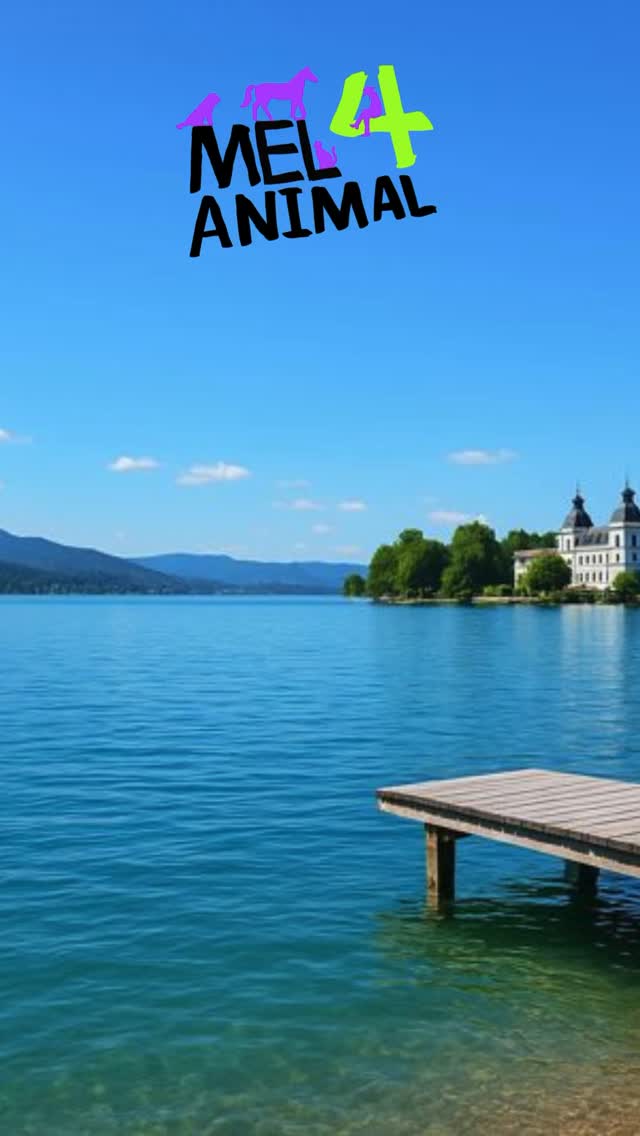 Urlaub mit Hund nähe Wörthersee ❤️ #mel4animal #veldenamwörthersee #tierberatung #training #happydog