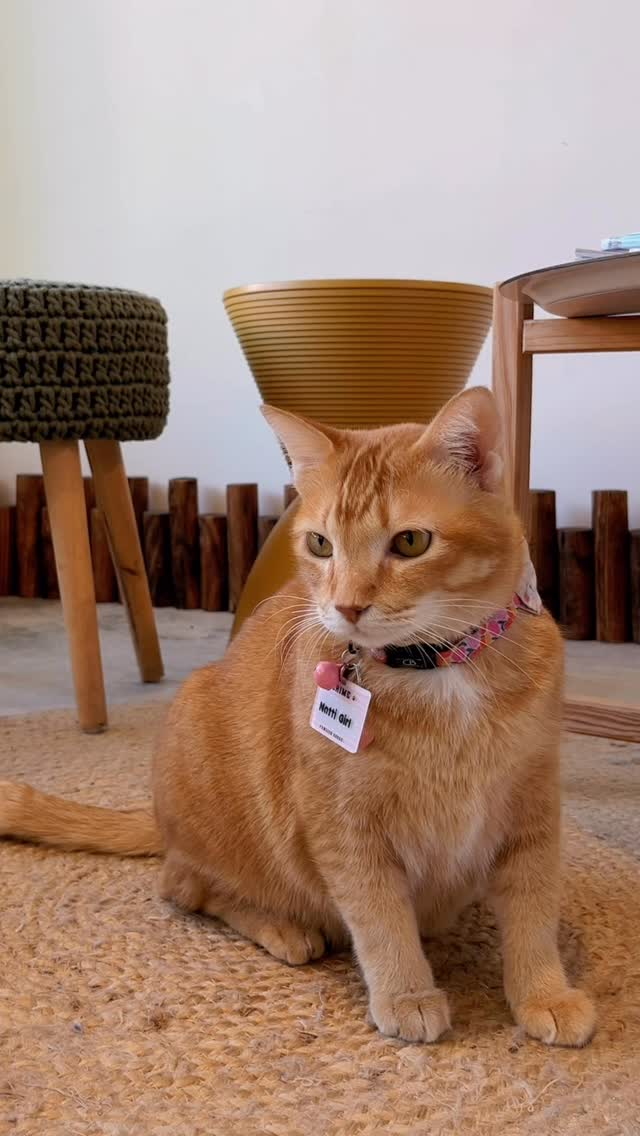 Bringing kitty for a staycation soon? Don't come empty handed!
Pack these along to make kitty's stay a comfy one ☁️✨
• the same diet to avoid stomach upset during boarding
• treats to make them fall in love with our rangers
• supplements like immune booster & probiotics
• clothing that smells like home or their hooman
• their favourite plushie to keep them company
#StayAtCampKitty