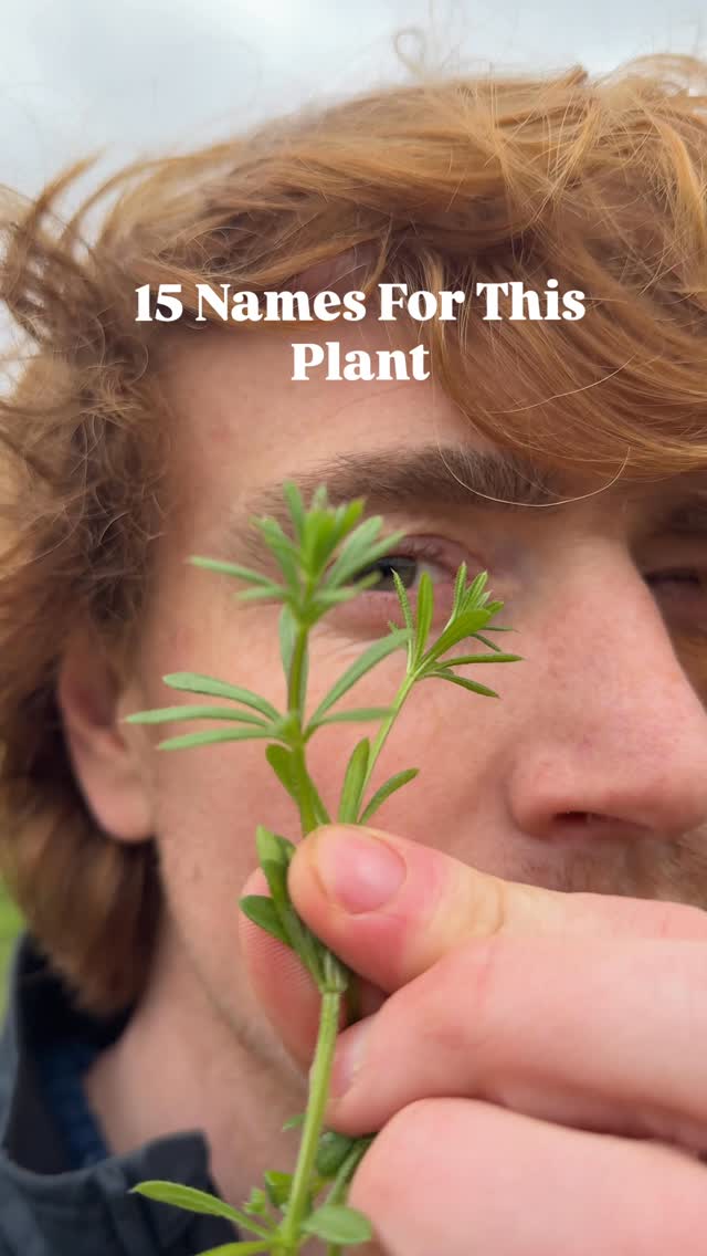 There are over 80 names for this plant - what do you call it?
I’m really interested in why we have different names for plants like this - sometimes it’s how they are used, sometimes appearance, or geographical location sometimes it’s hard to work out! Help me investigate it in the comments!
#foraging #stickybuds #cleavers #ecology #gardening