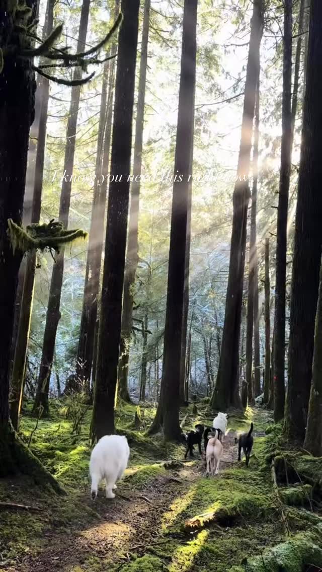 Remember to breathe. Even when life gets hard. #peace #breathe #nature #forest #pnw #dogs