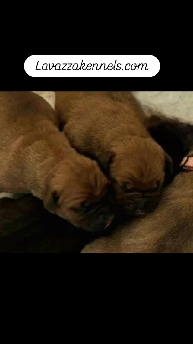 #dogsofinstagram #cutedogs #akc #canecorso #champion