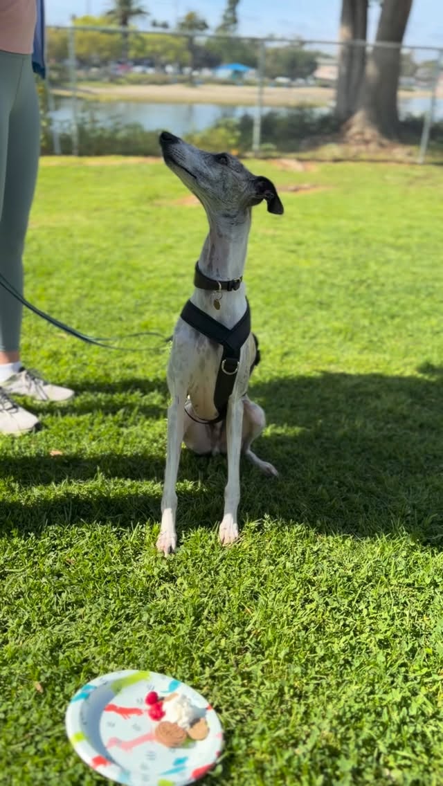 More sweet pups from our Valentine’s Day Pack Walk last week: Styx (spelling?), Ginger & Beau!😍♥️
@beau_beau24