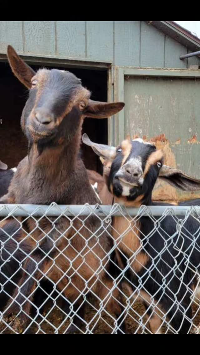 Walnut and Rocky
#mysticmoonlightfarm #goatsofinstagram #goatlife #goats #goatantics