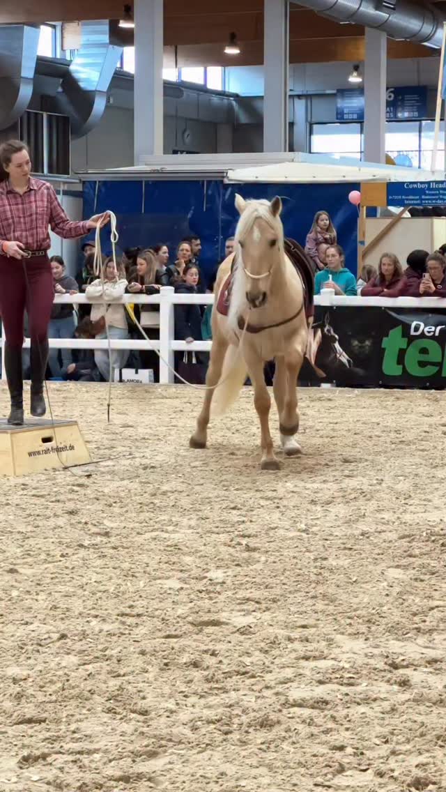 Wir sind wieder gut Zuhause angekommen von der @pferdbodensee 🤍
•
Es war so schön viele von euch kennenzulernen, diese Erfahrung machen zu dürfen und an neuen Herausforderungen zu wachsen. So toll das unsere Pferde so gut zusammengepasst haben @icelandic_of_liberty und wir die tollen Hindernisse von @raitfreizeit vorstellen durften. 🫶🏼
•
Sui hat sich gestern Abend direkt in seiner Herde ausgetobt und auch auf meine Hunde bin ich ein bisschen sehr stolz … die haben das ganze Wochenende so brav durchgehalten und Happy war ja eh der Meinung der heimliche Star zu sein 😂😂😂🐶… unglaublich oder? Nicht mal eine Woche da und sie wickelt alle um ihren Finger.🤭
•
Danke auch an das gesamte Team und die Fotografen welche unsere Messe unvergesslich gemacht haben. ❤️🙏🏻🍀