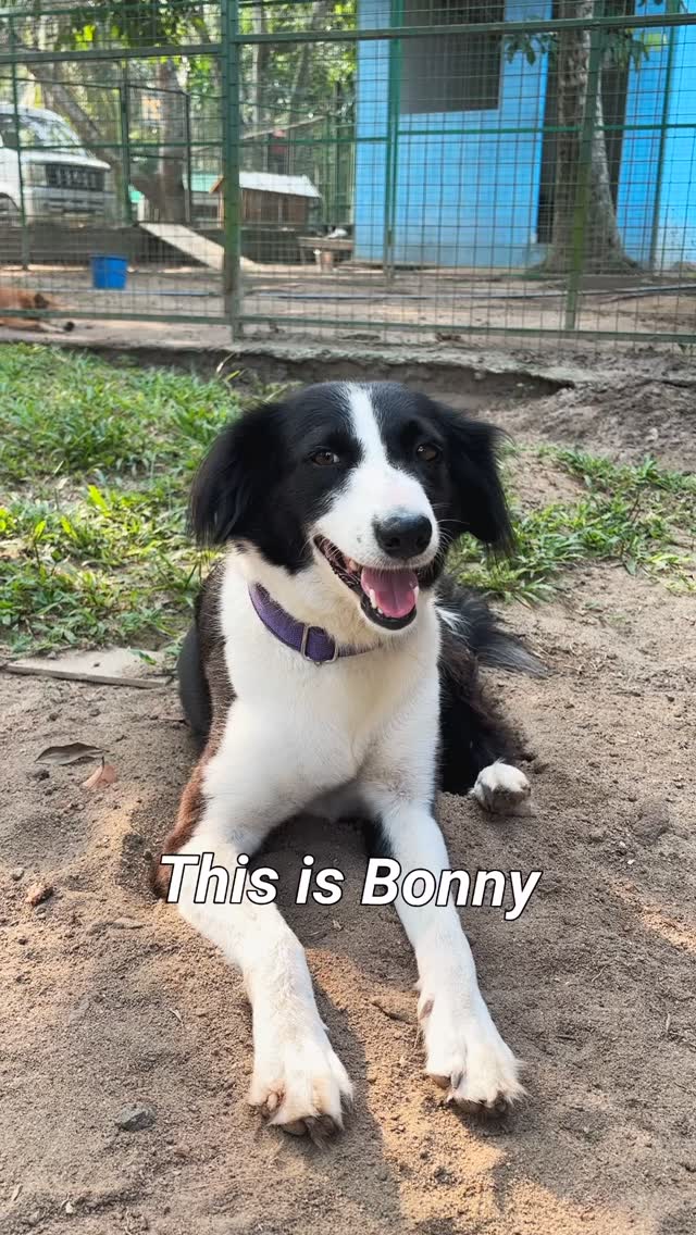 20$ doesnât change your life.
But it changes hers.
With 20$ a month, you sponsor ONE dog in Sri Lanka đąđ°
â Daily food
â Medical care
â Vaccinations
â A safe place to sleep
Youâre not donating to a fund.
Youâre becoming her person.
One dog.
One sponsor.
One real impact.
Will you change her life today? đ
Link in bio to sponsor.
#SponsorADog #ChangeOneLife #RescueSriLanka #betheirvoice