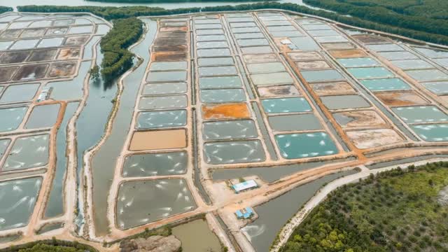 El contador de camarones de Sincere Aqua #camarón #camaroneras #acuicultura #innovación #camaronera