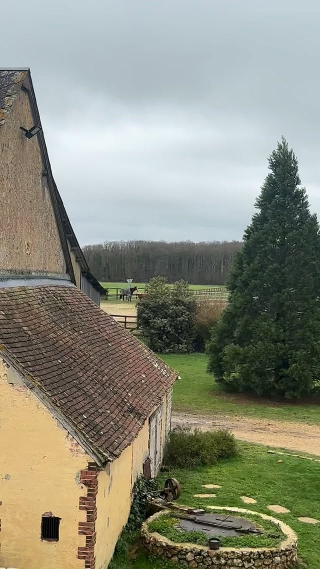 Pikachu & Illusion… Ces deux là sont comme chien & chat ☺️
Il y a 5 an, Pikachu (le shetland) n’acceptait pas du tout Illusion (l’AQPS) ❌ et ça a duré quasiment 3 ans 🤪
Pikachu, petit par la taille 😅 mais immense dans les idées 💡🤭 Courser une grande jument (réformée des courses), pour lui c’était rien « finger in the nose » 😌
Aujourd’hui, ils s’entendent bien et peuvent cohabiter ensemble sans aucune difficultés, la preuve, ils se cherchent mutuellement 😇
#cheval #horse #shetlandpony #aqps #domaineequestredolexia