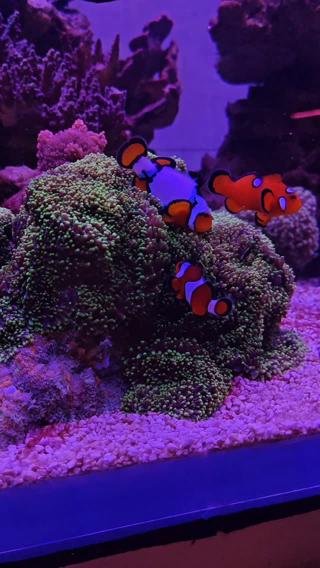 Tre piccoli Ocellaris che trovano casa tra i tentacoli del corallo 🧡🌊
Uno spettacolo naturale che in acquario riesce sempre a sorprendere: movimento, colore e quella tipica danza che rende i pesci pagliaccio tra i più amati.
Passa a trovarci in negozio per scoprire il mondo dell’acquario marino!
#pescepagliaccio #acquariofilia #reefaddict