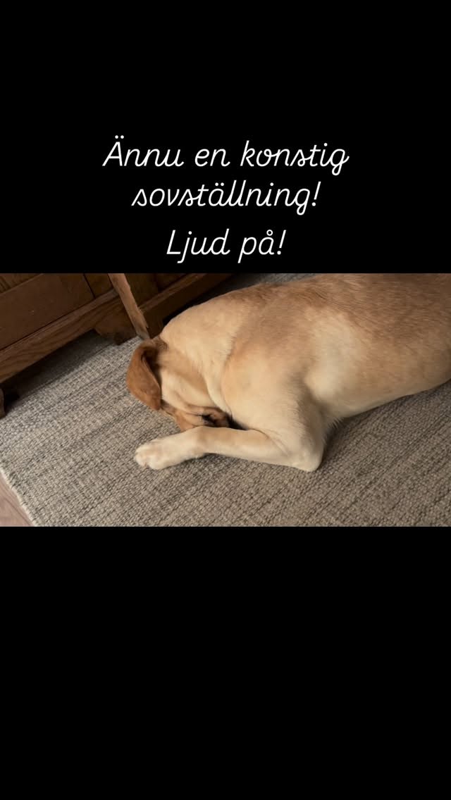 Pop och Clyde (brun springer) har de mest knasiga sovställningarna jag vet. Detta ser onekligen väldigt obekvämt ut. Dessutom kan man höra att han andas knasigt. #teamolsen #teamolsenforthewin #dogsofinstagram #sovgott