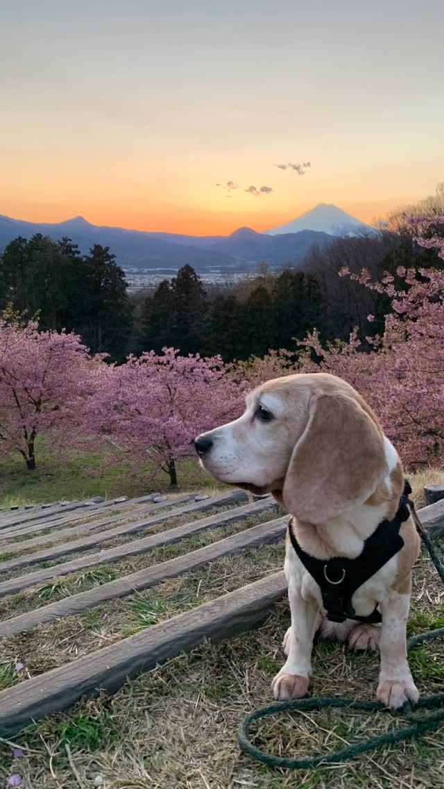 ピンクが似合うー💕
愛しのフォトジェニックミキコ😊
もうそろそろ戻っておいでよ!
逢いたい逢いたい逢いたいよーーーー💕
ミキコのぷにぷにのほっぺをフカフカし