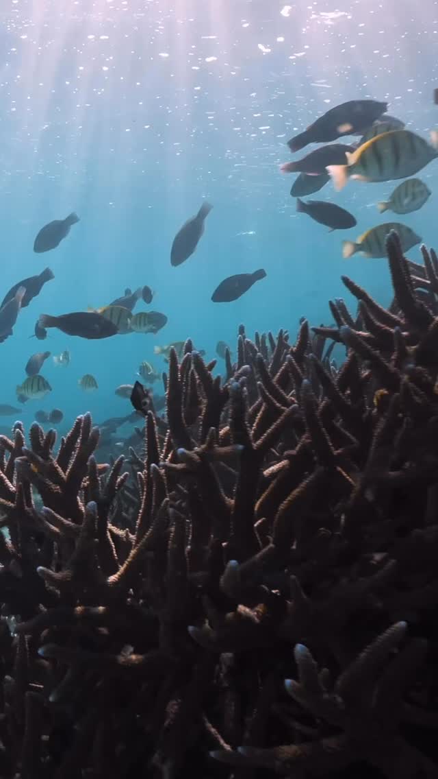📍Coral Bay
No caption really needed here..!! 🪸🐠
Join us on Coral Bay Exclusive 🩵
@nushfreedman
#exclusivetour #12guestsonly #swimwithmantarays #visitningaloo ningalooreef
