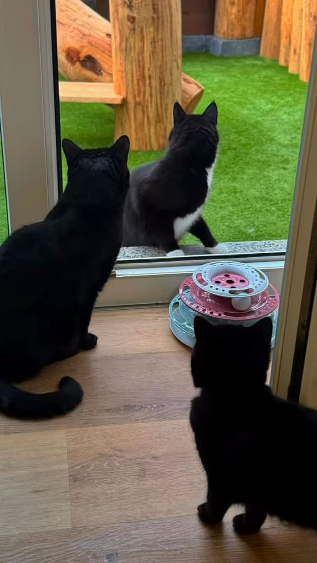 Guten Morgen ☀️ 🐈🐾♥️
.
.
.
.
#katzenpension
#cat
#katzenliebe
#katzenurlaub
#katze