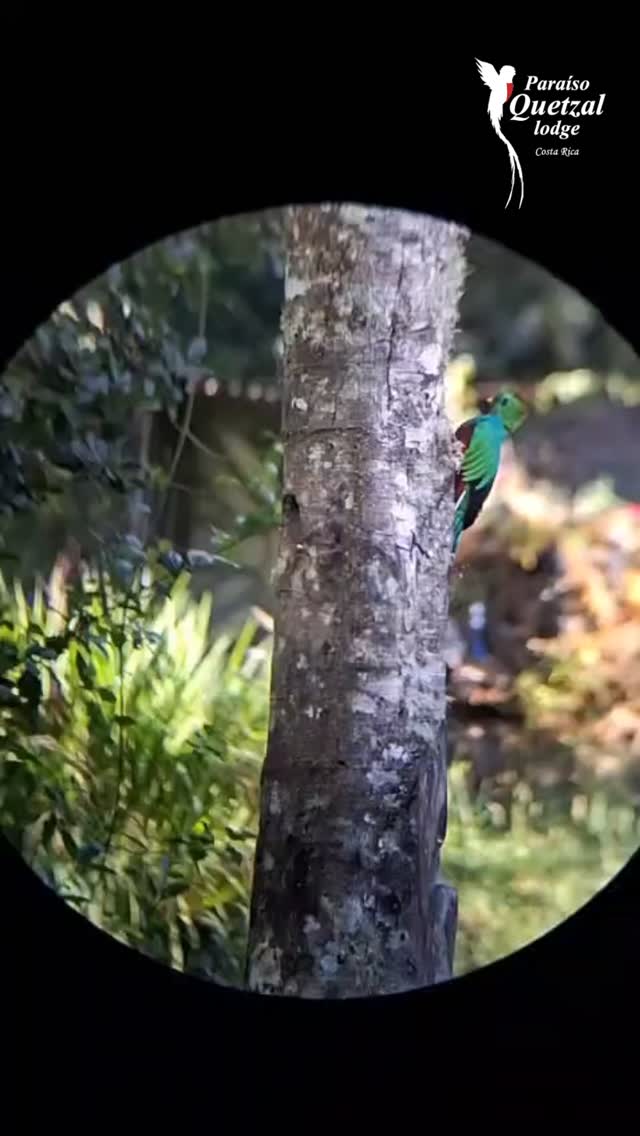 ¿Sabías que los quetzales son verdaderos arquitectos del bosque? 🌳A diferencia de otras aves, ellos buscan troncos que ya han iniciado su proceso de descomposición. ¿La razón? Sus picos son delicados, y necesitan que la madera esté lo suficientemente suave para poder excavar y dar forma a su hogar.
Es fascinante ver cómo la naturaleza aprovecha lo que parece haber terminado su ciclo para dar inicio a una nueva vida. 🌿✨
Vení a conocer de cerca estos santuarios naturales en nuestra temporada de anidación.
📸 Registro increíble de nuestro guía: Jesús Fallas @davowild
#ParaisoQuetzal #DatosCuriosos #Quetzal #Ecología #CostaRica #BirdWatching #BosqueNuboso