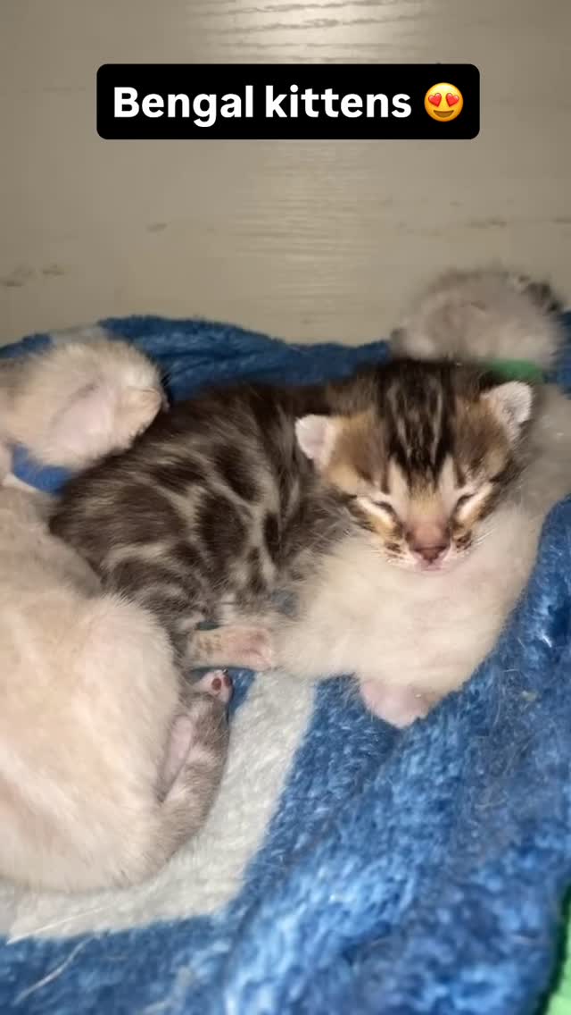Little Bengal babies are just so cute. #bengal #kitten #cat #cats #casacruzranch
