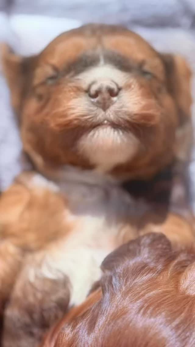 Sun naps now… puppy cuddles coming soon ☀️🐶
Our sweet Cavapoo is soaking up the sunshine and dreaming of the families they’ll soon call their own. Cavapoos are known for their gentle nature, playful spirit, and love of being right by your side.
Cavapoos coming soon. Message us for details and to join the waitlist 🤍
.
.
.
.
#cavapoo #sunshine #tinkerpups #santabarbara #puppytoebeans